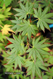 - Acer palmatum 'Hitode' Starfish Japanese Maple - Mr Maple │ Buy Japanese Maple Trees