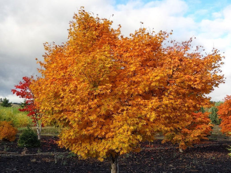 Acer palmatum 'Hogyoku Seedling' Japanese Maple