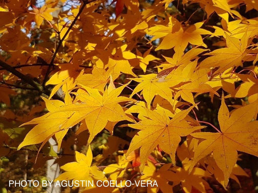 - Acer palmatum 'Hogyoku' Japanese Maple - Mr Maple │ Buy Japanese Maple Trees