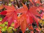 - Acer palmatum 'Hogyoku' Japanese Maple - Mr Maple │ Buy Japanese Maple Trees