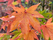 - Acer palmatum 'Hogyoku' Japanese Maple - Mr Maple │ Buy Japanese Maple Trees