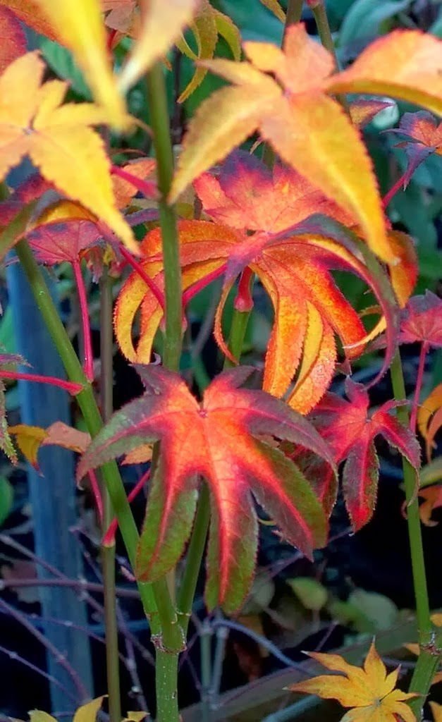 Acer palmatum 'Hogyoku Seedling' Japanese Maple
