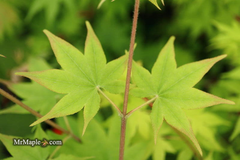 - Acer palmatum 'Hogyoku' Japanese Maple - Mr Maple │ Buy Japanese Maple Trees