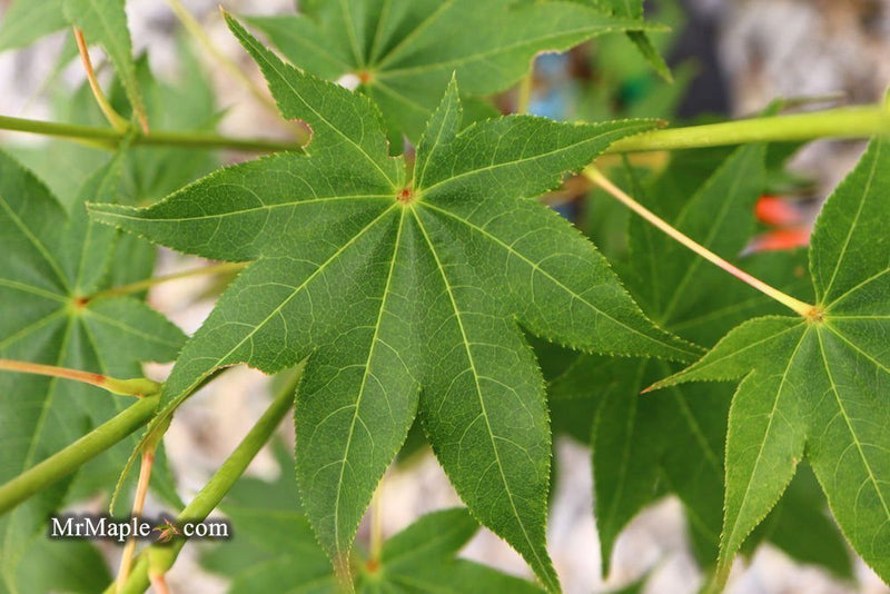 Acer palmatum 'Hogyoku Seedling' Japanese Maple