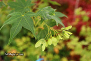 - Acer palmatum 'Hogyoku' Japanese Maple - Mr Maple │ Buy Japanese Maple Trees