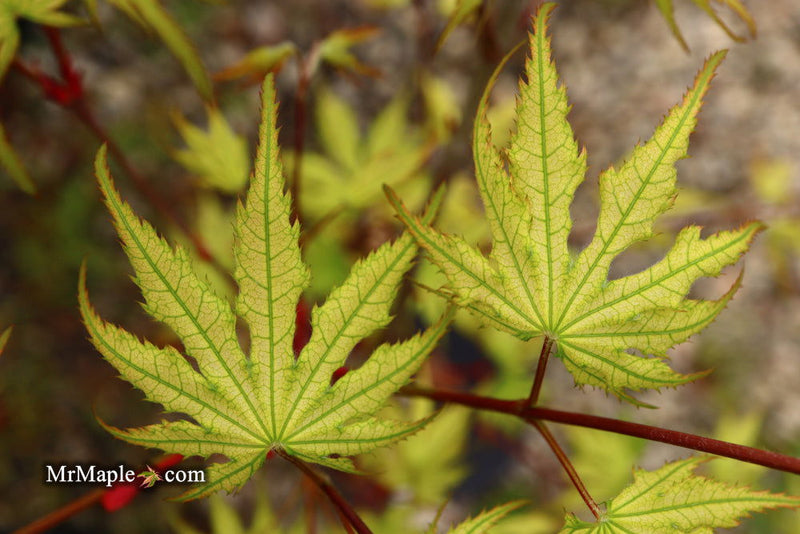- Acer palmatum 'Holy Ghost' Japanese Maple - Mr Maple │ Buy Japanese Maple Trees