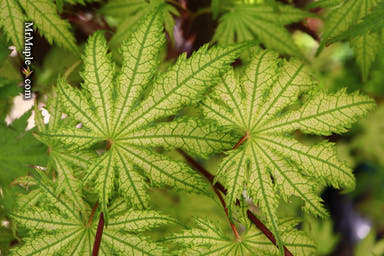 - Acer palmatum 'Holy Ghost' Japanese Maple - Mr Maple │ Buy Japanese Maple Trees