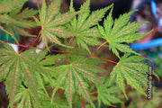 - Acer palmatum 'Holy Ghost' Japanese Maple - Mr Maple │ Buy Japanese Maple Trees