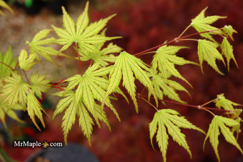 - Acer palmatum 'Holy Ghost' Japanese Maple - Mr Maple │ Buy Japanese Maple Trees