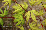 - Acer palmatum 'Holy Ghost' Japanese Maple - Mr Maple │ Buy Japanese Maple Trees