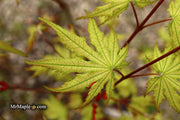 - Acer palmatum 'Holy Ghost' Japanese Maple - Mr Maple │ Buy Japanese Maple Trees
