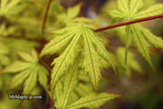 - Acer palmatum 'Holy Ghost' Japanese Maple - Mr Maple │ Buy Japanese Maple Trees