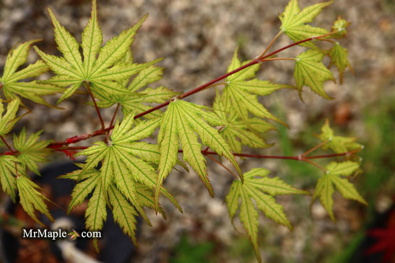 - Acer palmatum 'Holy Ghost' Japanese Maple - Mr Maple │ Buy Japanese Maple Trees