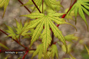 - Acer palmatum 'Holy Ghost' Japanese Maple - Mr Maple │ Buy Japanese Maple Trees