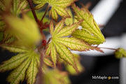 - Acer palmatum 'Holy Ghost' Japanese Maple - Mr Maple │ Buy Japanese Maple Trees