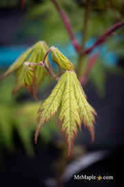 - Acer palmatum 'Holy Ghost' Japanese Maple - Mr Maple │ Buy Japanese Maple Trees