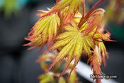 - Acer palmatum 'Holy Ghost' Japanese Maple - Mr Maple │ Buy Japanese Maple Trees