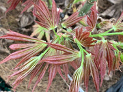 - Acer palmatum 'Holy Sister Lucia' Japanese Maple - Mr Maple │ Buy Japanese Maple Trees