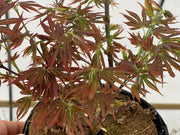 - Acer palmatum 'Holy Sister Lucia' Japanese Maple - Mr Maple │ Buy Japanese Maple Trees