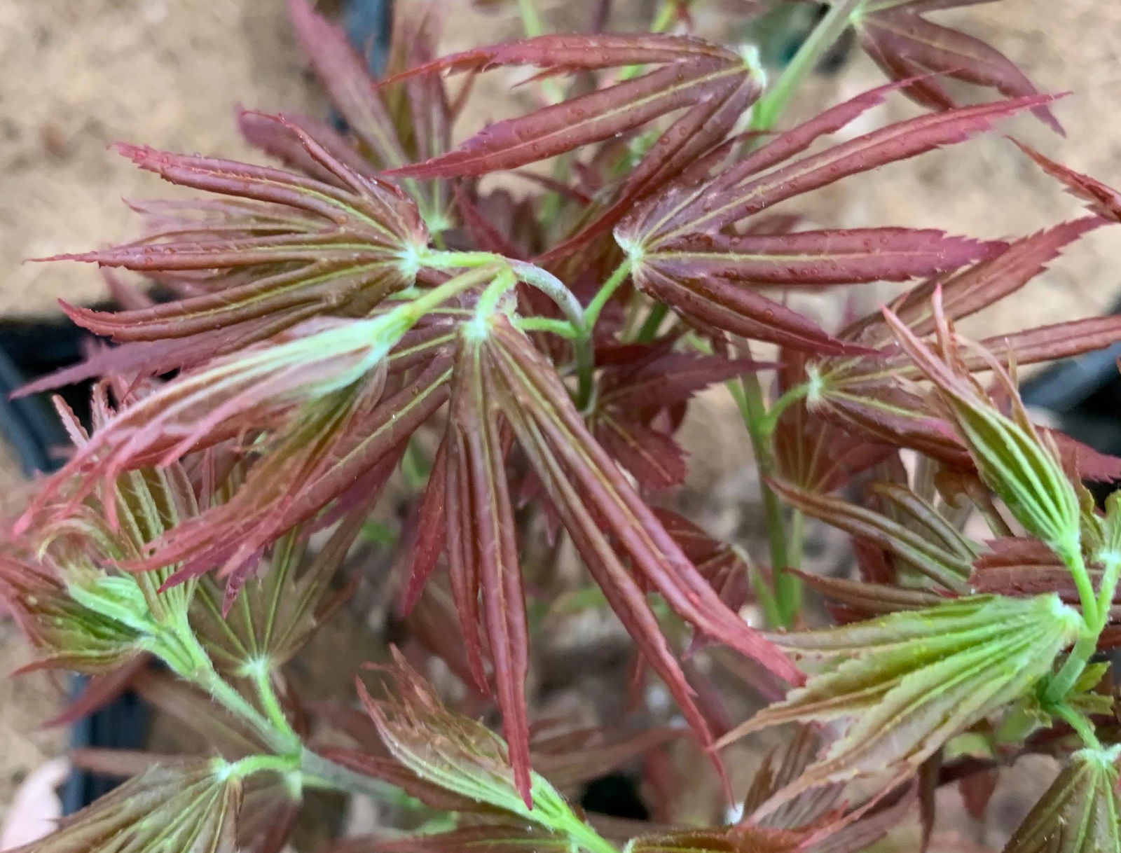 Buy Acer palmatum 'Holy Sister Lucia' Dwarf Japanese Maple — Mr Maple ...