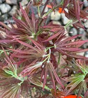 - Acer palmatum 'Holy Sister Lucia' Japanese Maple - Mr Maple │ Buy Japanese Maple Trees
