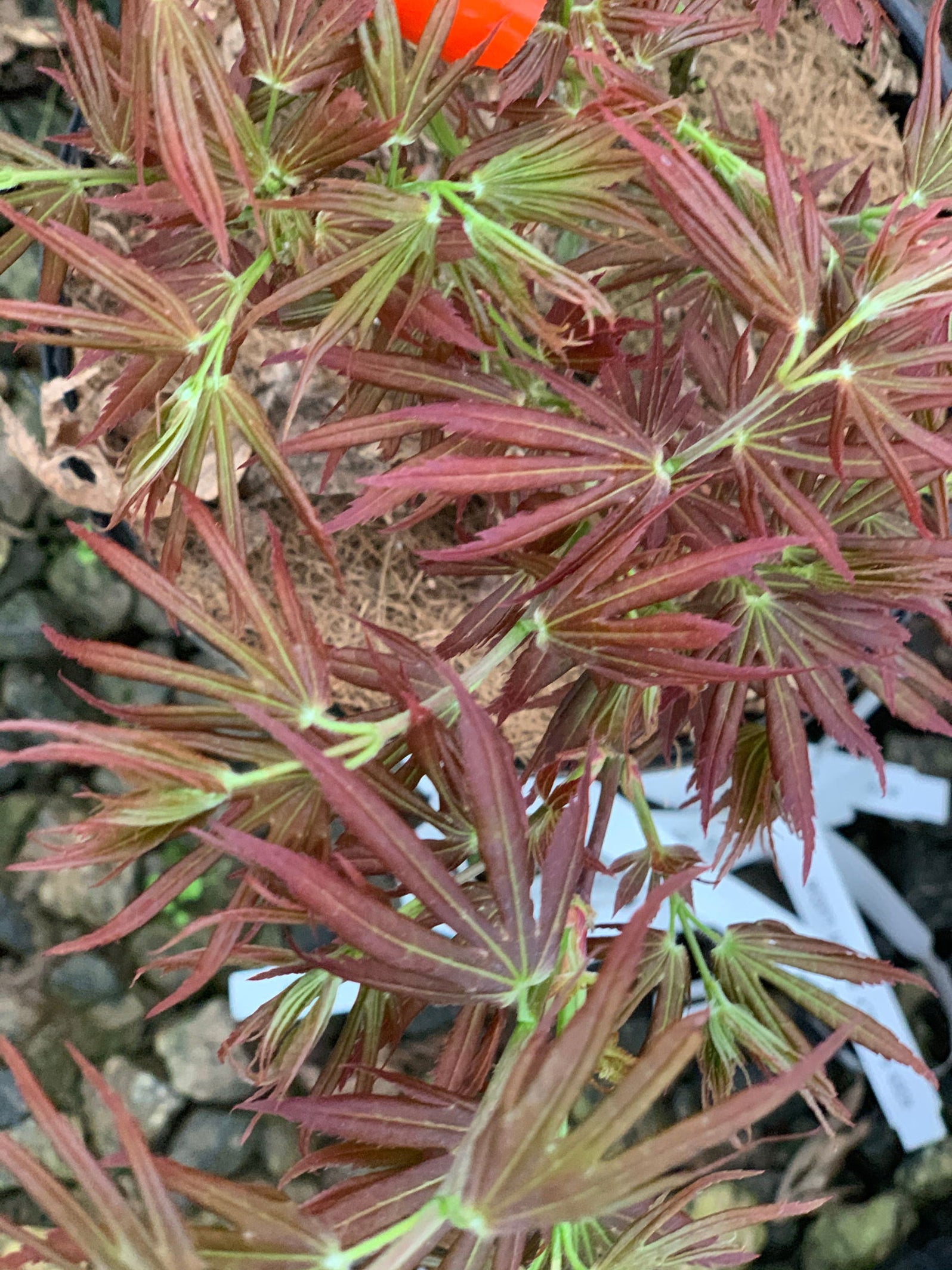 Buy Acer palmatum 'Holy Sister Lucia' Dwarf Japanese Maple — Mr Maple ...