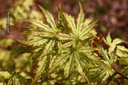 - Acer palmatum 'Hooftman A' Japanese Maple - Mr Maple │ Buy Japanese Maple Trees