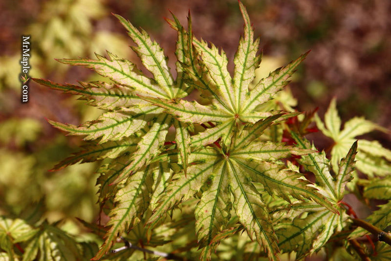 - Acer palmatum 'Hooftman A' Japanese Maple - Mr Maple │ Buy Japanese Maple Trees