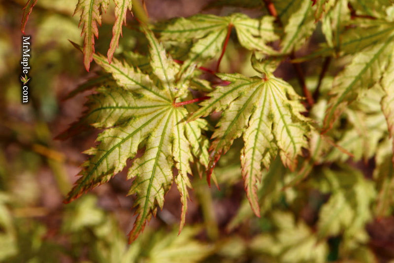 - Acer palmatum 'Hooftman A' Japanese Maple - Mr Maple │ Buy Japanese Maple Trees