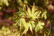 - Acer palmatum 'Hooftman A' Japanese Maple - Mr Maple │ Buy Japanese Maple Trees