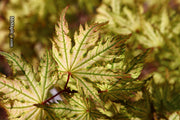 - Acer palmatum 'Hooftman A' Japanese Maple - Mr Maple │ Buy Japanese Maple Trees