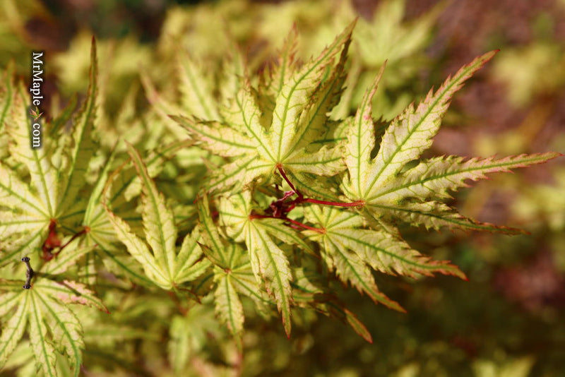 - Acer palmatum 'Hooftman A' Japanese Maple - Mr Maple │ Buy Japanese Maple Trees