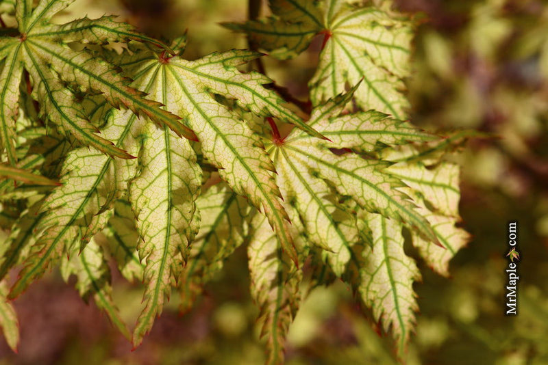 - Acer palmatum 'Hooftman A' Japanese Maple - Mr Maple │ Buy Japanese Maple Trees
