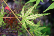 - Acer palmatum 'Hooftman A' Japanese Maple - Mr Maple │ Buy Japanese Maple Trees