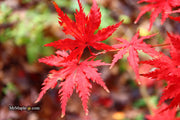 - Acer palmatum 'Hooftman A' Japanese Maple - Mr Maple │ Buy Japanese Maple Trees