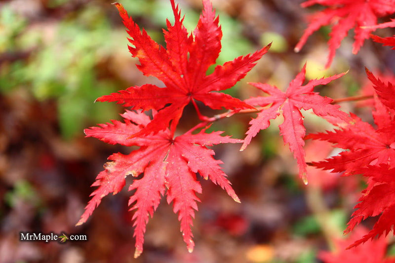- Acer palmatum 'Hooftman A' Japanese Maple - Mr Maple │ Buy Japanese Maple Trees