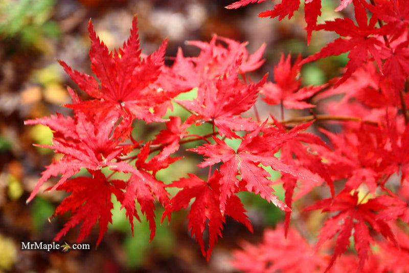 - Acer palmatum 'Hooftman A' Japanese Maple - Mr Maple │ Buy Japanese Maple Trees
