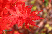 - Acer palmatum 'Hooftman A' Japanese Maple - Mr Maple │ Buy Japanese Maple Trees