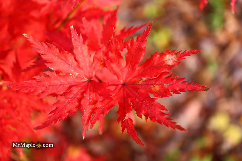 - Acer palmatum 'Hooftman A' Japanese Maple - Mr Maple │ Buy Japanese Maple Trees