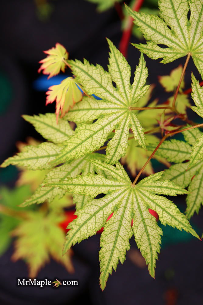 - Acer palmatum 'Hooftman A' Japanese Maple - Mr Maple │ Buy Japanese Maple Trees