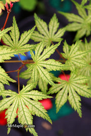 - Acer palmatum 'Hooftman A' Japanese Maple - Mr Maple │ Buy Japanese Maple Trees