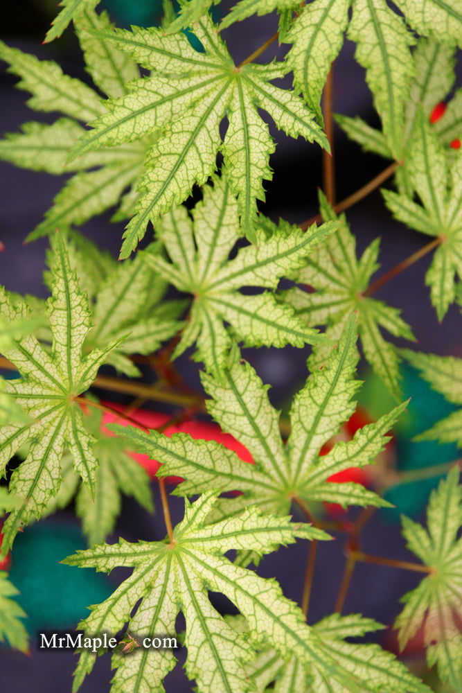 - Acer palmatum 'Hooftman A' Japanese Maple - Mr Maple │ Buy Japanese Maple Trees