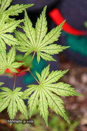 - Acer palmatum 'Hooftman A' Japanese Maple - Mr Maple │ Buy Japanese Maple Trees