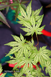 - Acer palmatum 'Hooftman A' Japanese Maple - Mr Maple │ Buy Japanese Maple Trees