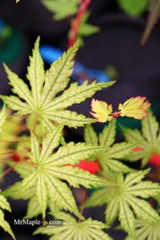- Acer palmatum 'Hooftman A' Japanese Maple - Mr Maple │ Buy Japanese Maple Trees