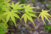 - Acer palmatum 'Horizontalis' Japanese Maple - Mr Maple │ Buy Japanese Maple Trees