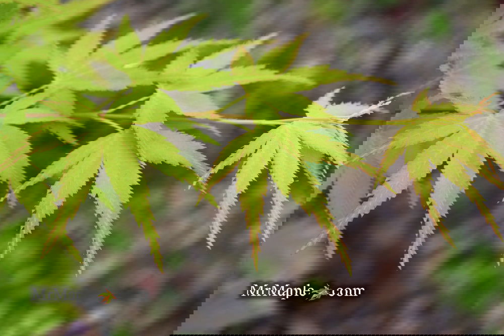 Buy Acer palmatum 'Horizontalis' Japanese Maple — Mr Maple │ Buy