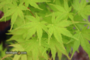 - Acer palmatum 'Horizontalis' Japanese Maple - Mr Maple │ Buy Japanese Maple Trees