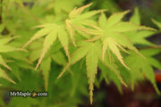 - Acer palmatum 'Horizontalis' Japanese Maple - Mr Maple │ Buy Japanese Maple Trees