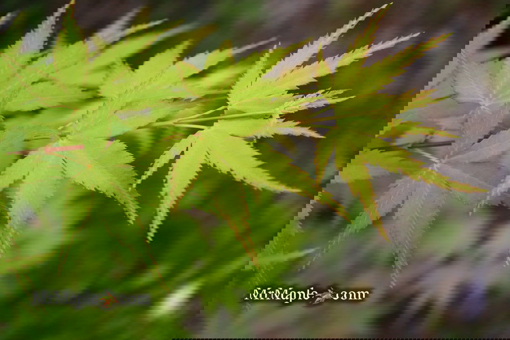 OVER FIELD MAPLE MR-2001 バット OVER FIELD MAPLE MR-2001 バット